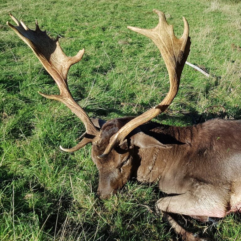 new zealand fallow buck hunting nz Queenstown