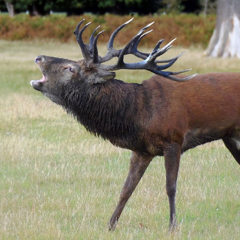 New Zealand Red Stag roar hunt
