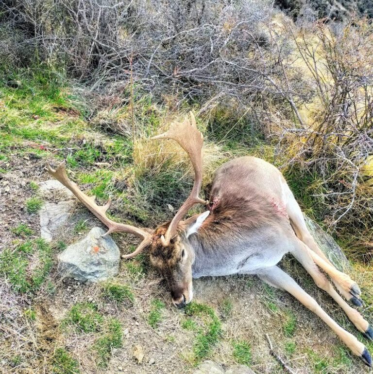 fallow deer hunting in new zealand