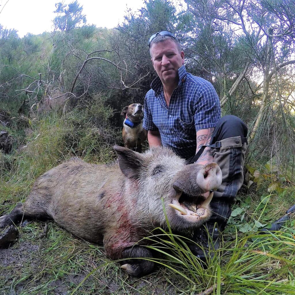 new zealand hunting adventures wild boar hunting new zealand guided hunts nz