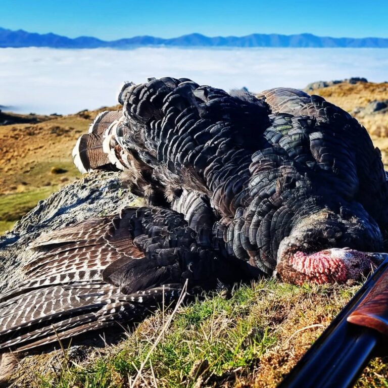 turkey hunting in New Zealand Queenstown